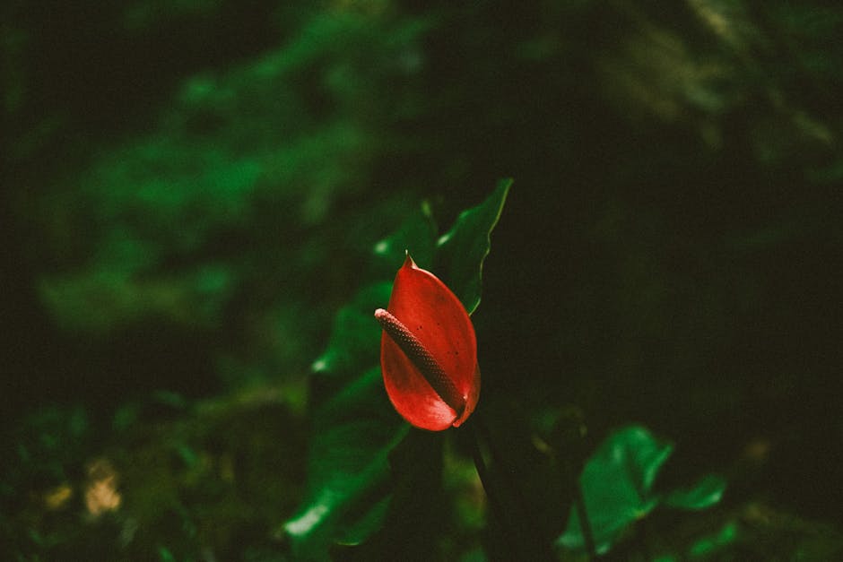 Czerwony kwiat anthurium na tle zielonych liści w naturalnym otoczeniu.